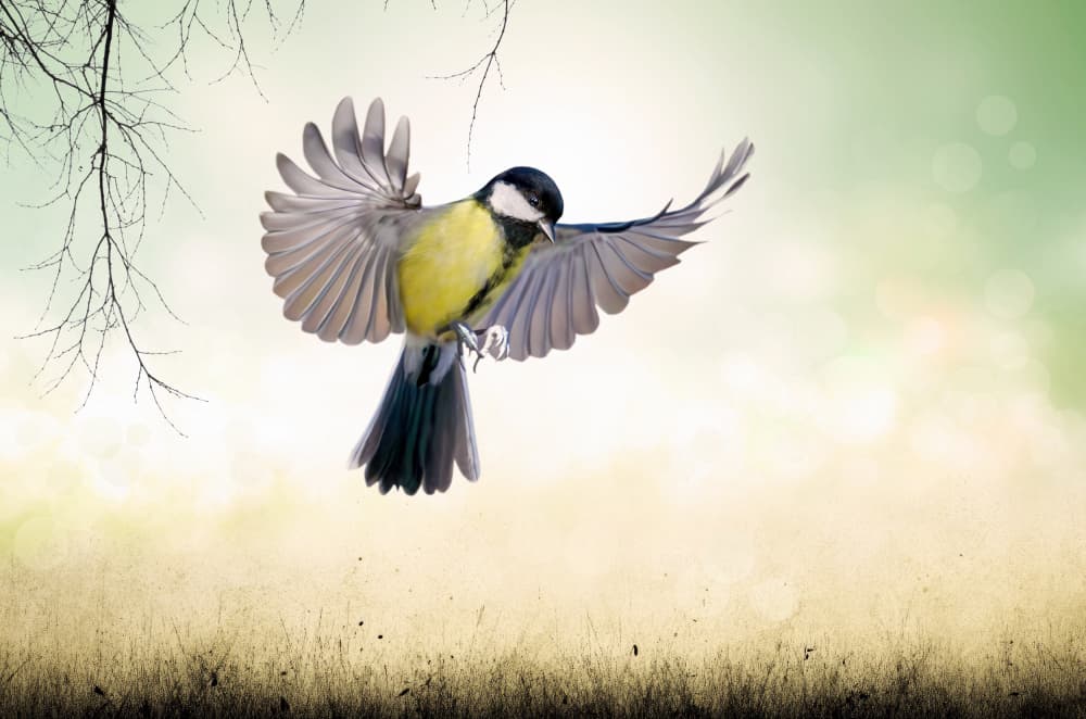 Vibrant Tit In Flight by אייל בר אור • Eyal Bar Or — canvas wall art