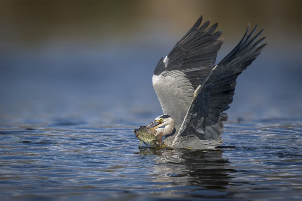 Heron Catches Fish by Mallal Moshe — canvas wall art