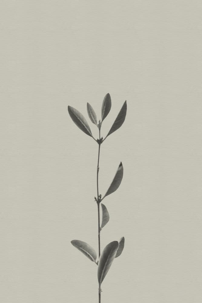 Minimalist Plant Study by Stephanie Klatt — canvas wall art