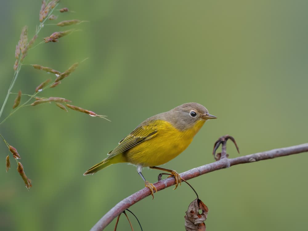 Perched Yellow Bird by Jacob (Jian) Xu — canvas wall art