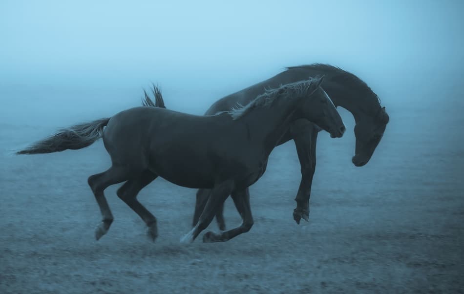 Misty Blue Horses by Allan Wallberg — canvas wall art