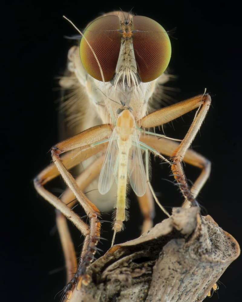 Robber Fly Macro Hunt by Ajar Setiadi — canvas wall art