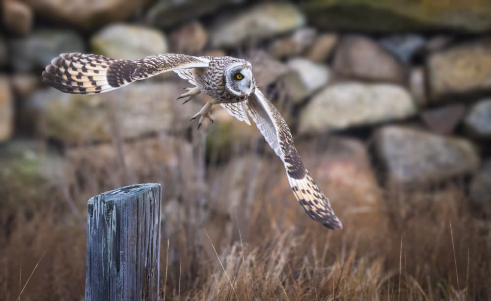 Short-eared Owl in Flight by Xiaobing Tian — canvas wall art