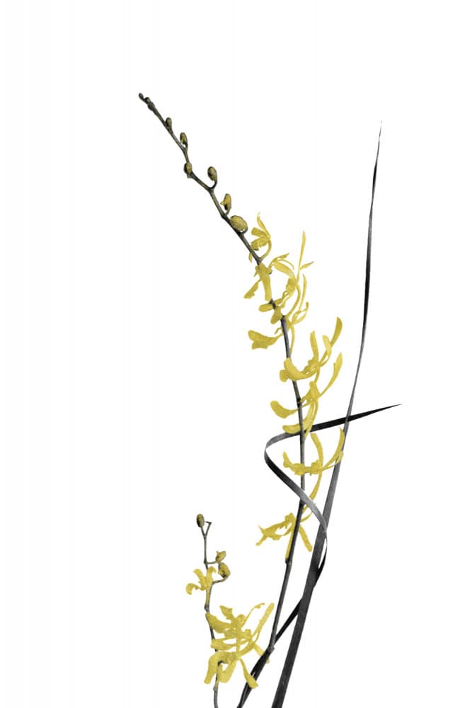 Elegant Yellow Orchid by amini54 — canvas wall art