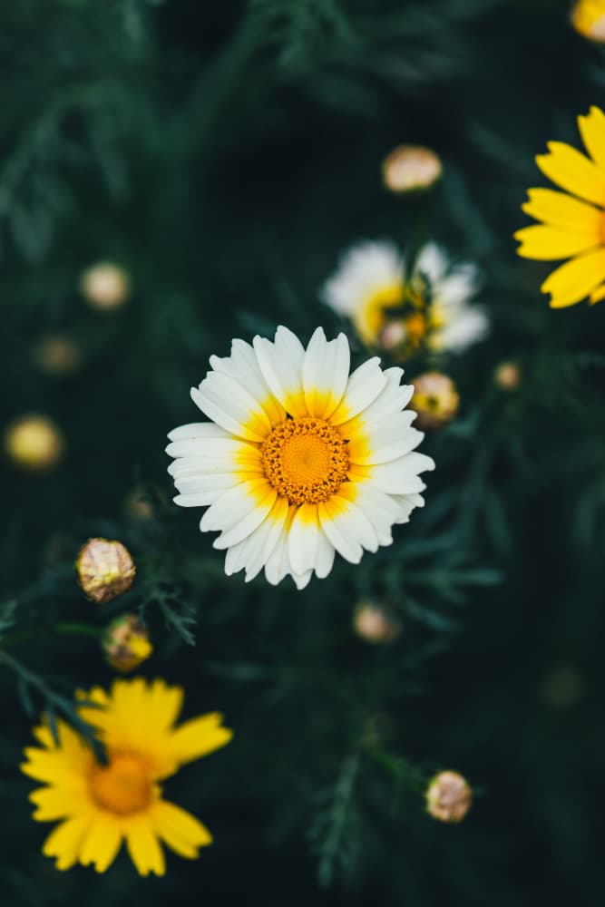 Fresh Daisy Bloom by Javier Pardina — canvas wall art