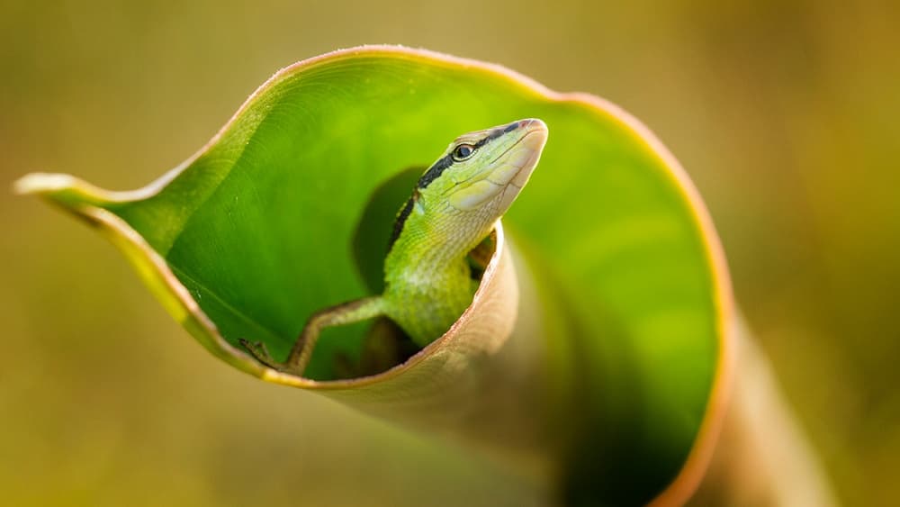 Curious Green Lizard by Hendy Mp — canvas wall art