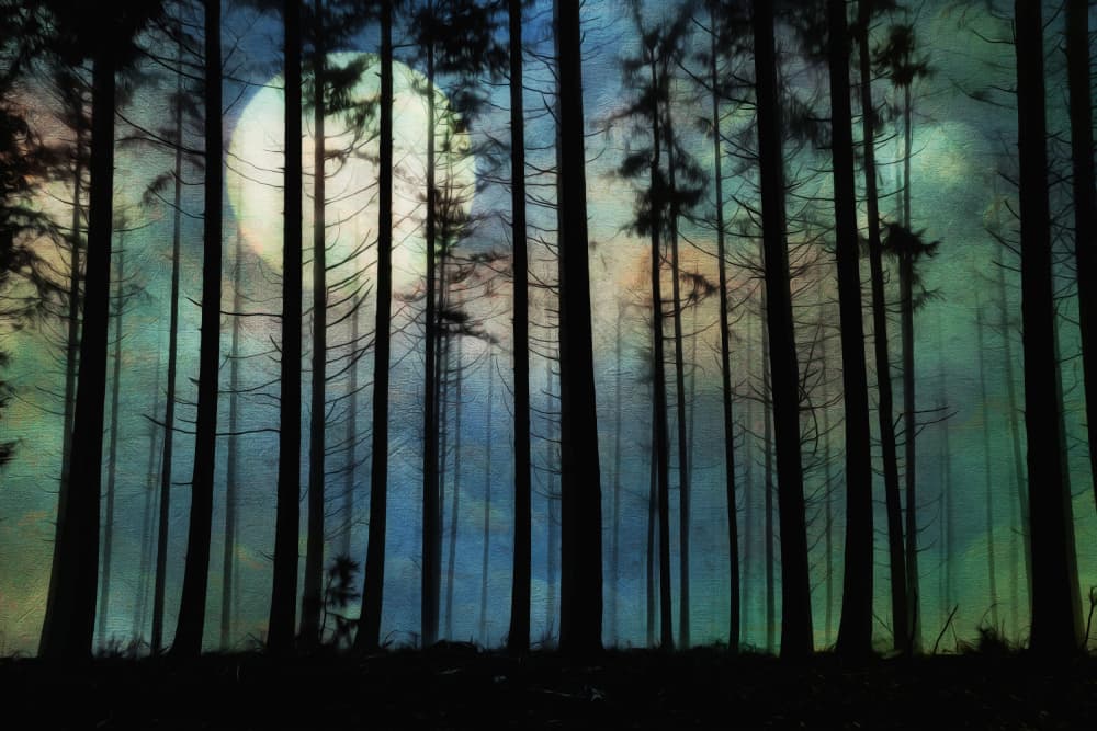 Enchanted Forest Moon by Hilda van der Lee — canvas wall art