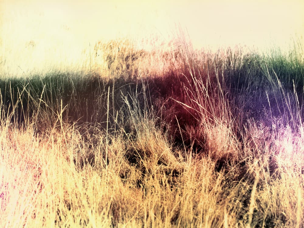 Golden Hazy Grassland by Petr Strnad — canvas wall art