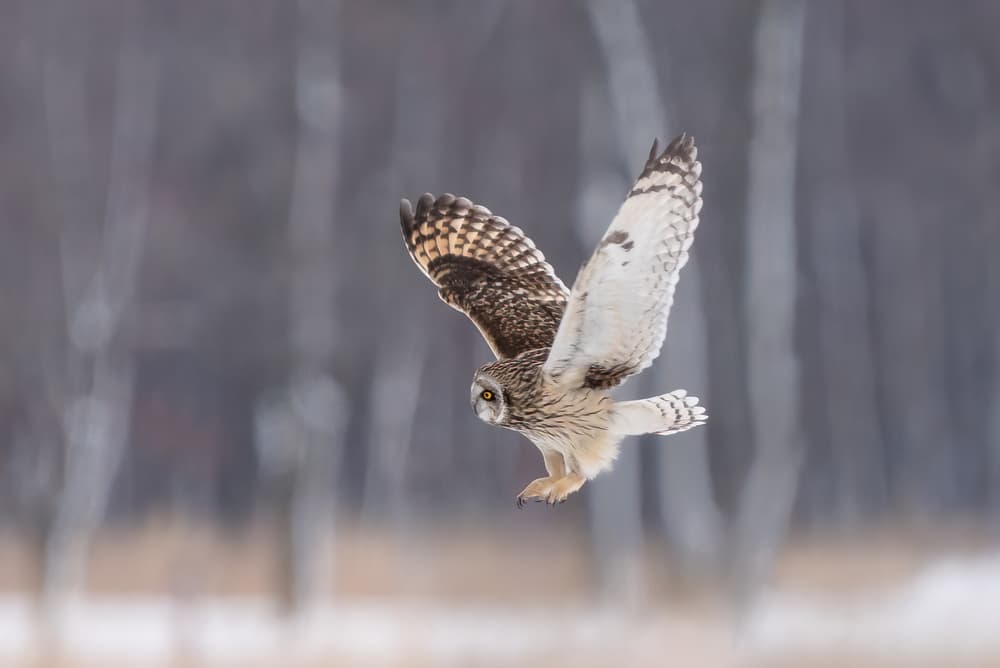 Short-eared Owl Flight by John Fan — canvas wall art