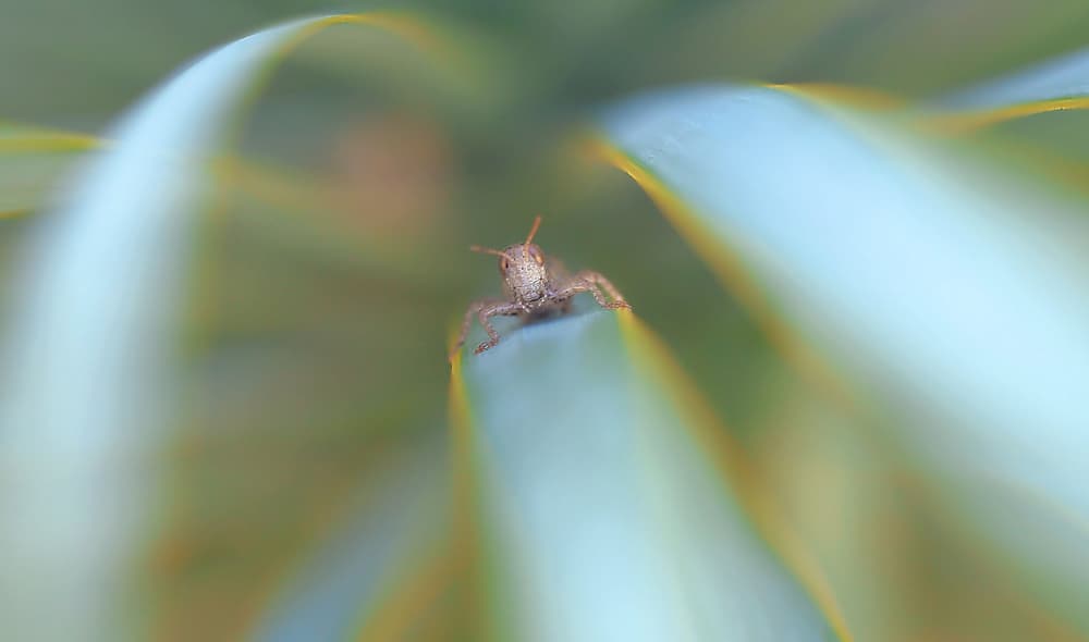 Tiny Grasshopper Perched by Thierry Dufour — canvas wall art