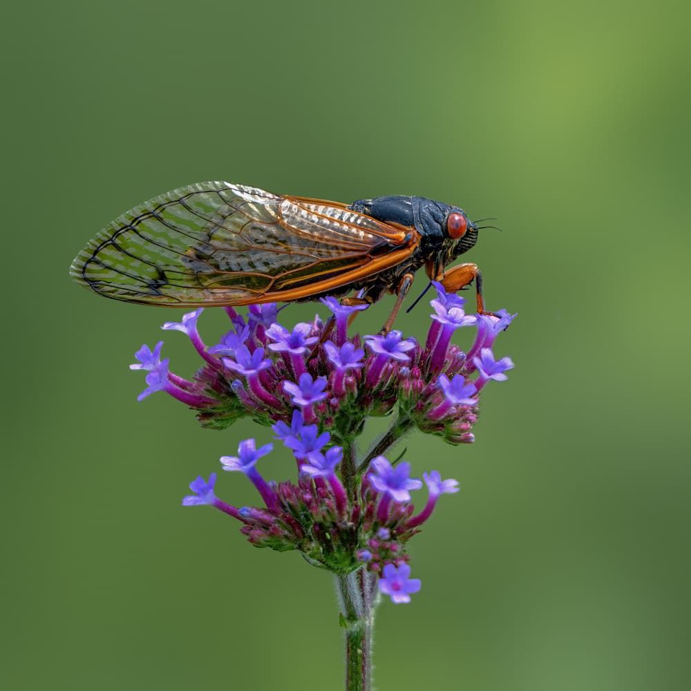 Vibrant Cicada Flower by Jacob (Jian) Xu — canvas wall art