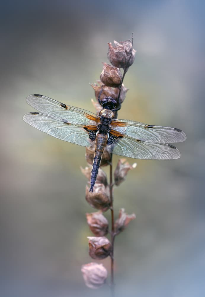 Summer Dragonfly Stillness by Fabrizio Daminelli — canvas wall art