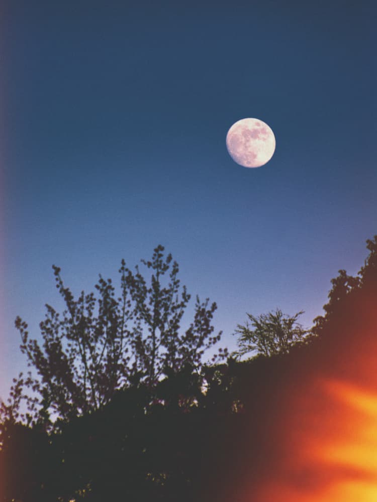 Pink Moon Over Trees by Ryan Braxton — canvas wall art
