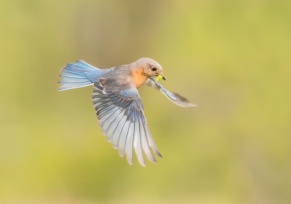 Bluebird in Flight by Jasmine Suo — canvas wall art