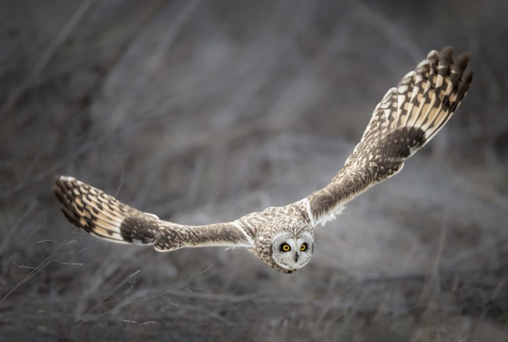 Owl in Flight Gaze by Jie Cheng — canvas wall art