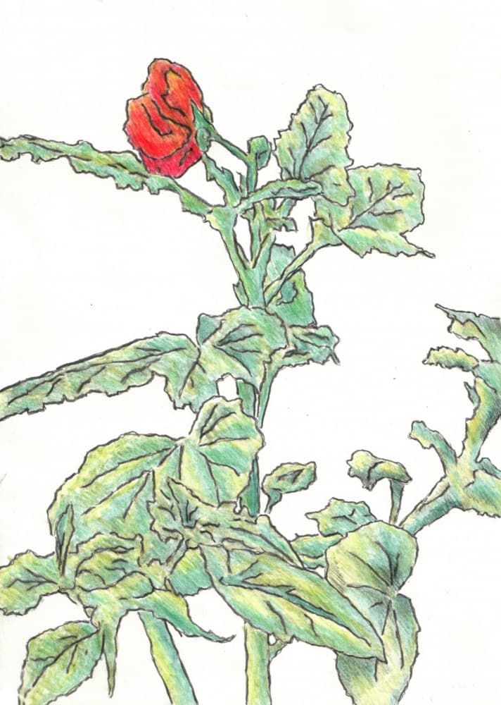 Red Flower Bud by Kulik — canvas wall art
