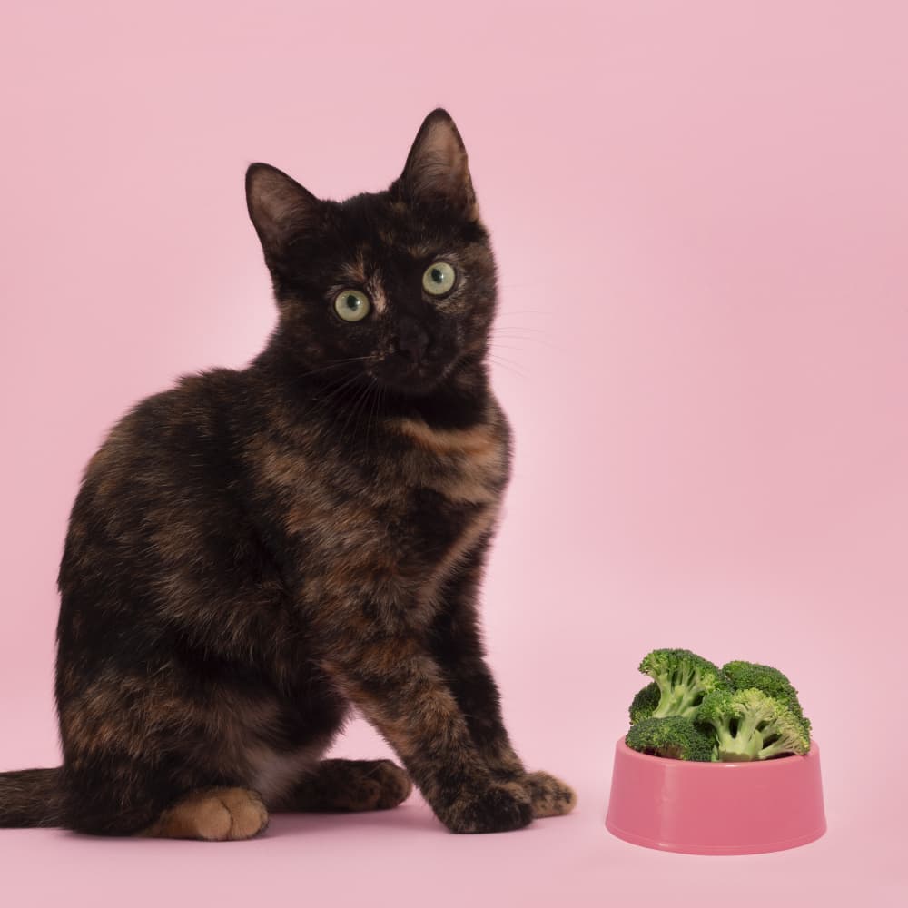 Curious Cat and Broccoli by Julia Ramiro — canvas wall art