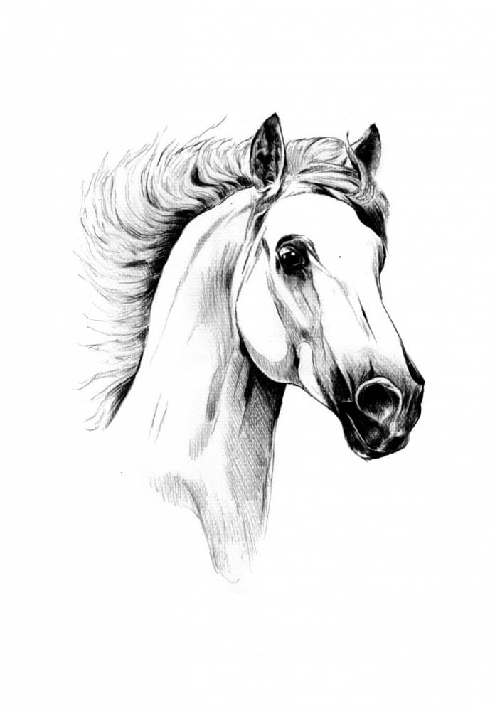 Majestic White Horse by Kulik — canvas wall art