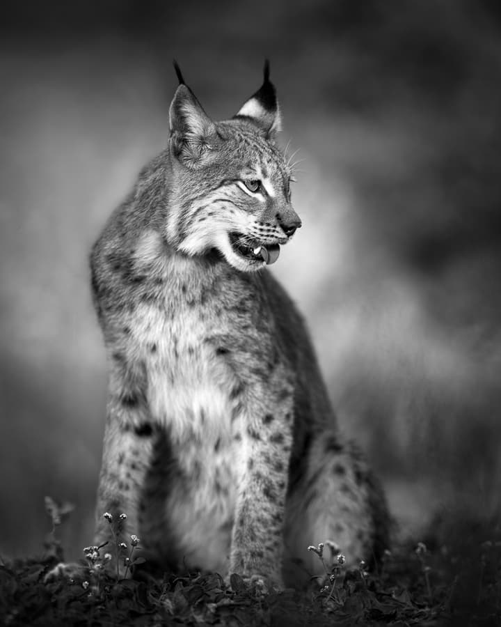Majestic Wild Lynx by fegari — canvas wall art