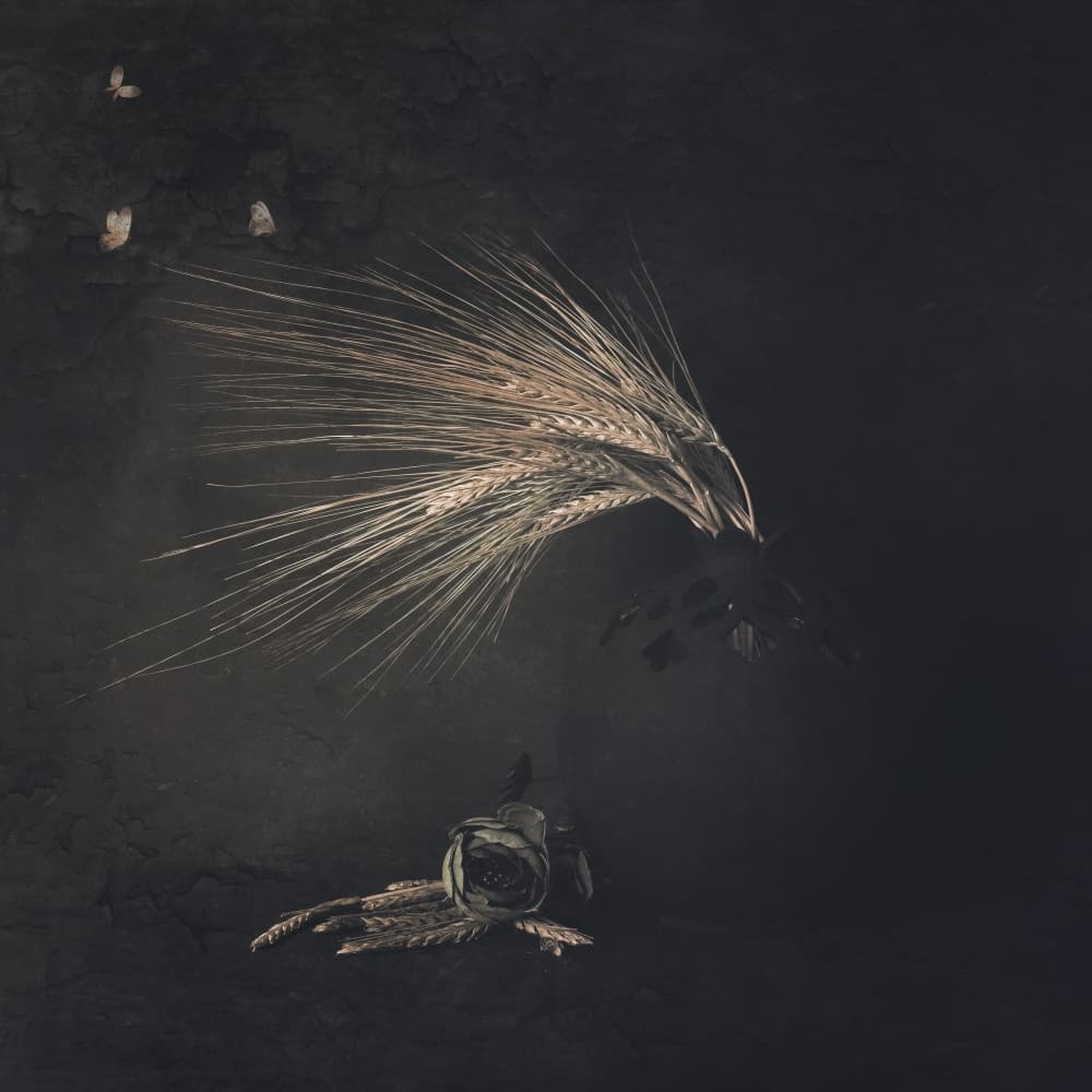 Ethereal Wheat Butterflies by Cicek Kiral — canvas wall art