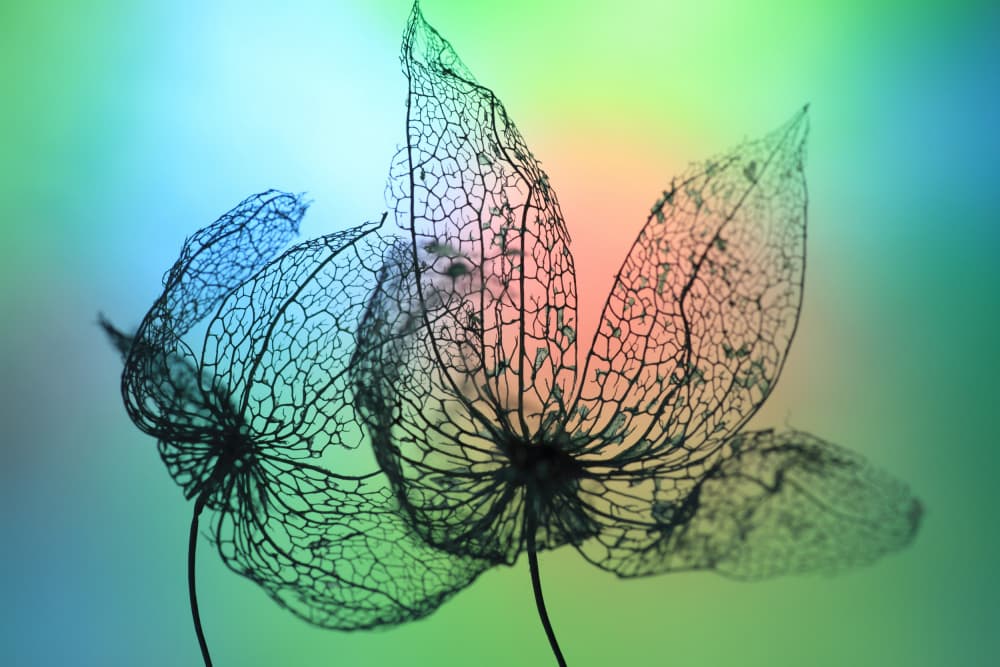 Vibrant Skeletal Pods by Shihya Kowatari — canvas wall art