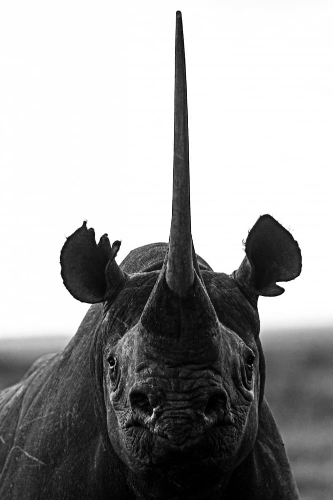 Majestic Black Rhino by Emma Allen-Rowlandson — canvas wall art