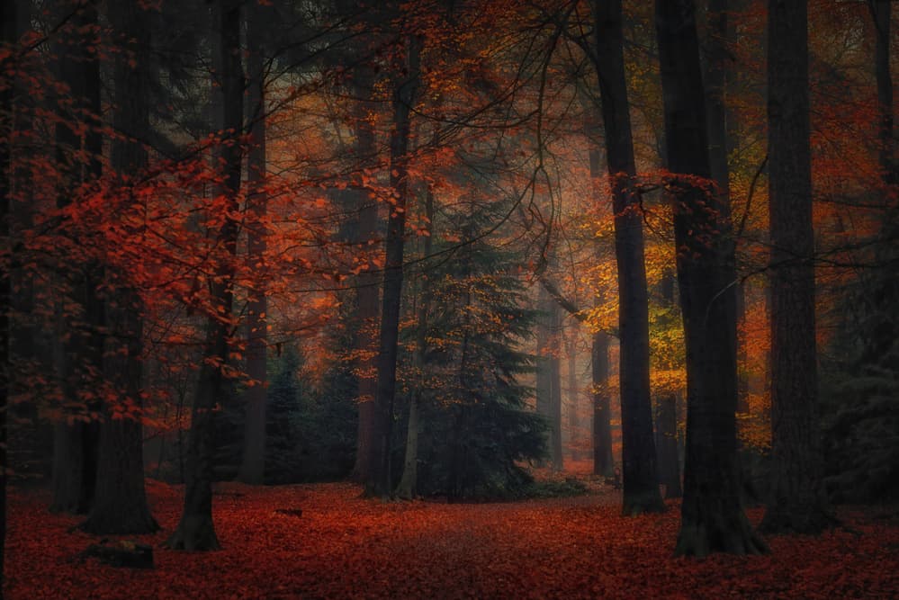 Autumn Forest Glow by Saskia Dingemans — canvas wall art