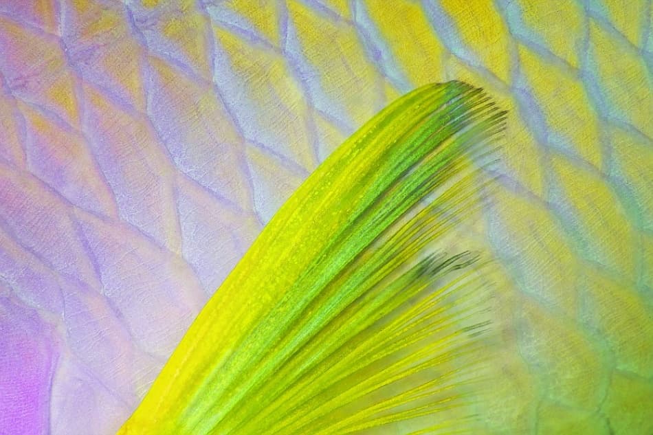 Vibrant Fish Scales by Andrey Narchuk — canvas wall art
