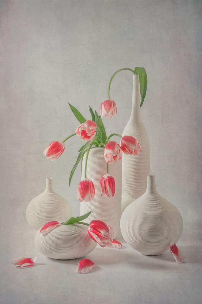 Soft Pink Tulips by Lydia Jacobs — canvas wall art
