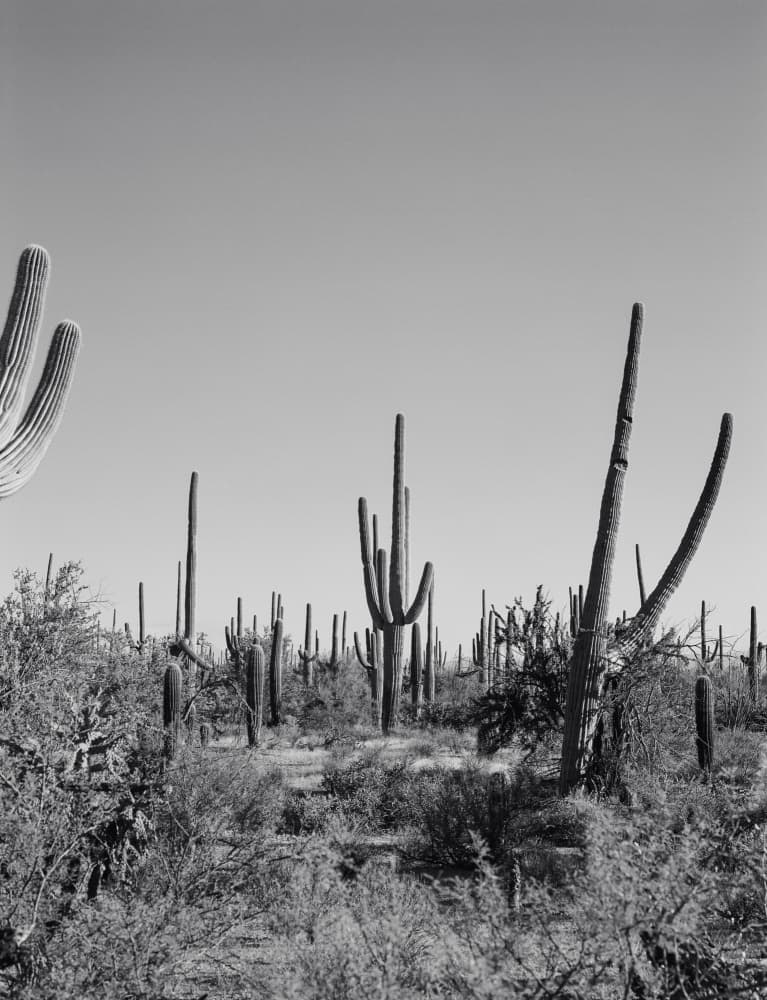 Saguaro Desert Landscape by Bethany Young — canvas wall art