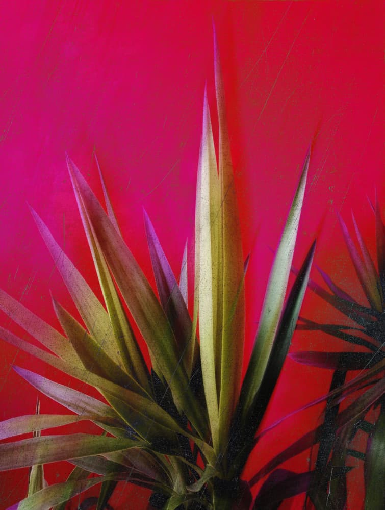 Vibrant Pink Plant by Angelo Cerantola — canvas wall art