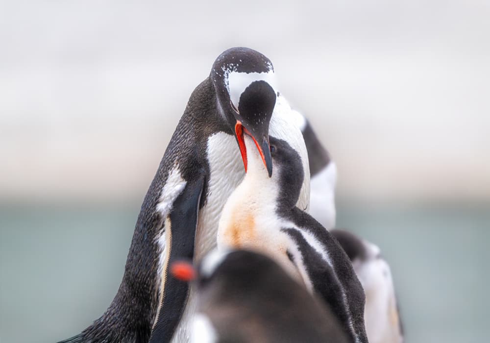 Penguin Parent and Chick by Wenjin Yu — canvas wall art