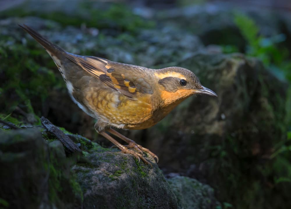 Golden-Crowned Forest Bird by Greg Barsh — canvas wall art