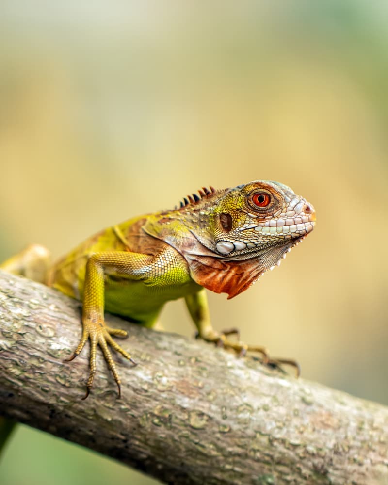 Vibrant Green Iguana by Fauzan Maududdin — canvas wall art