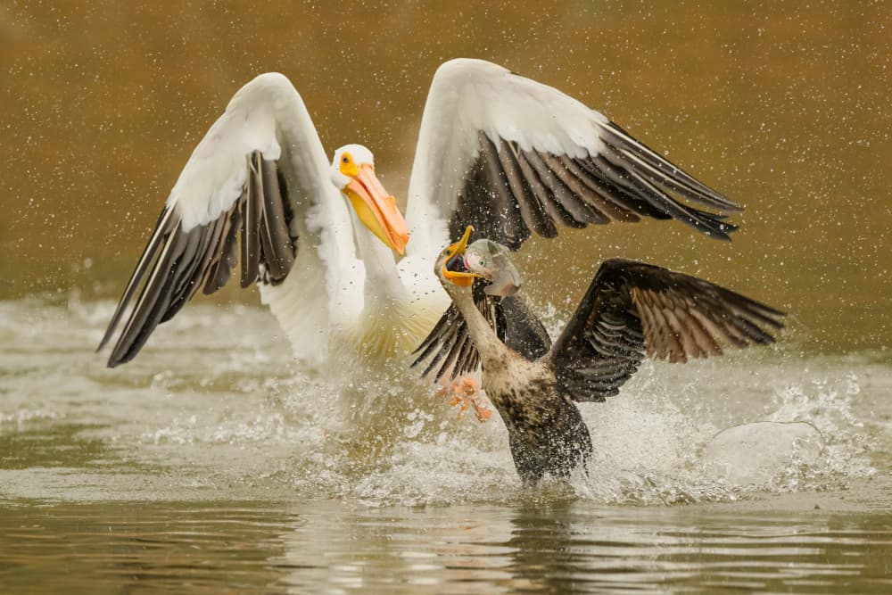 Pelican Bird Water Fight by Moses Wang — canvas wall art