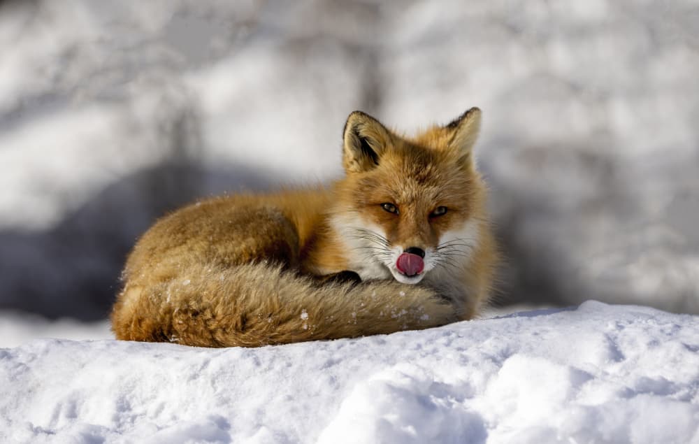 Cozy Winter Fox by Joanna W — canvas wall art