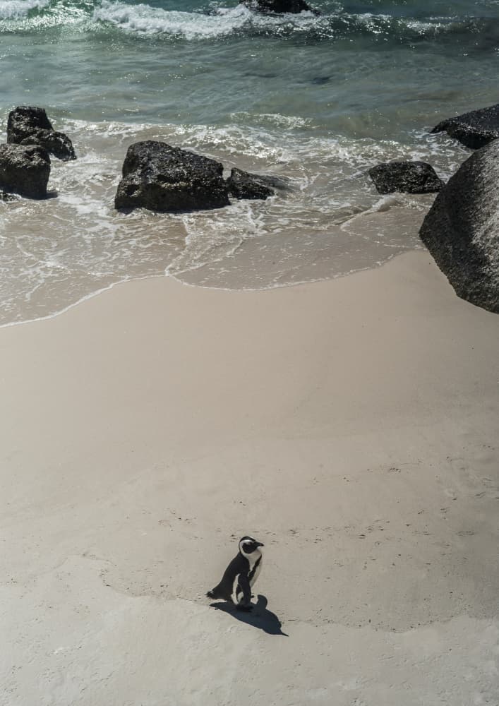Lonely Beach Stroll by Shot by Clint — canvas wall art
