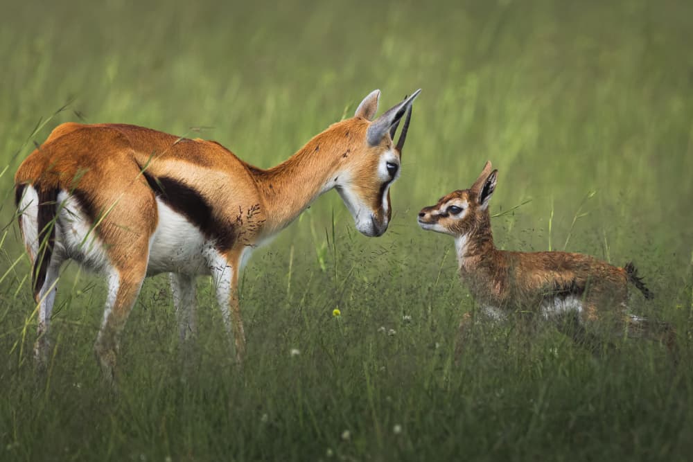 Mother Gazelle and Fawn by Ahmed Sobhi — canvas wall art