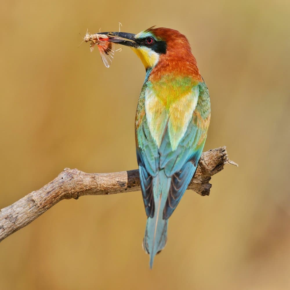 Vibrant Bee-eater Perch by David Manusevich — canvas wall art