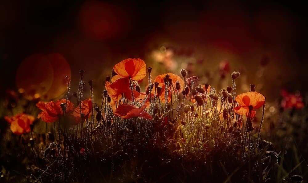 Glowing Poppy Field by Anna Cseresnjes — canvas wall art