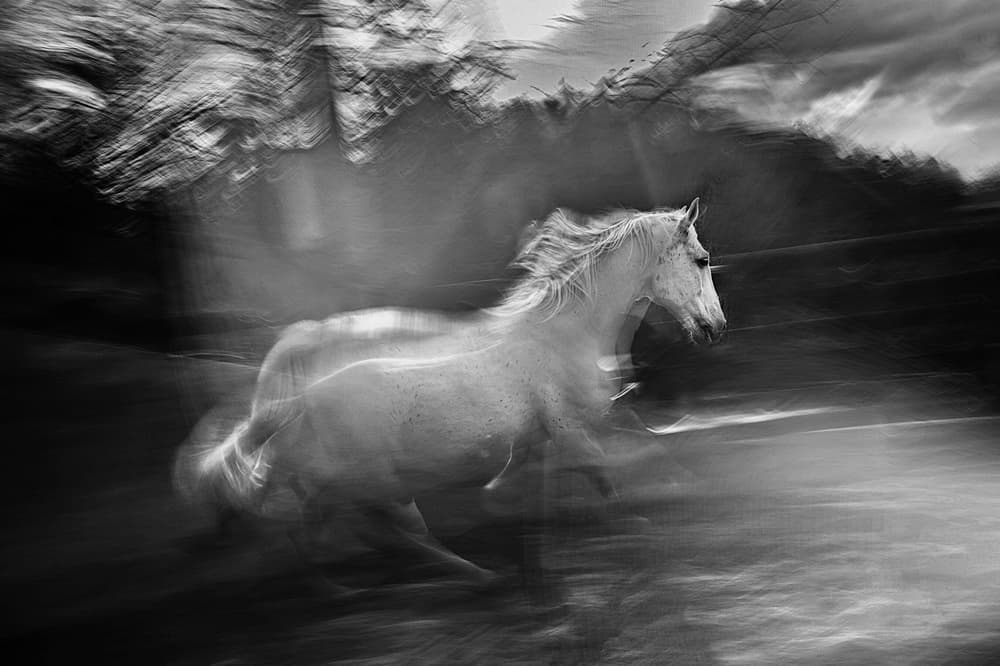Galloping White Horse by Milan Malovrh — canvas wall art