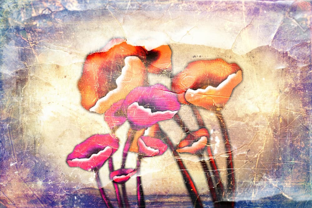 Vibrant Textured Poppies by Rafal Kulik — canvas wall art