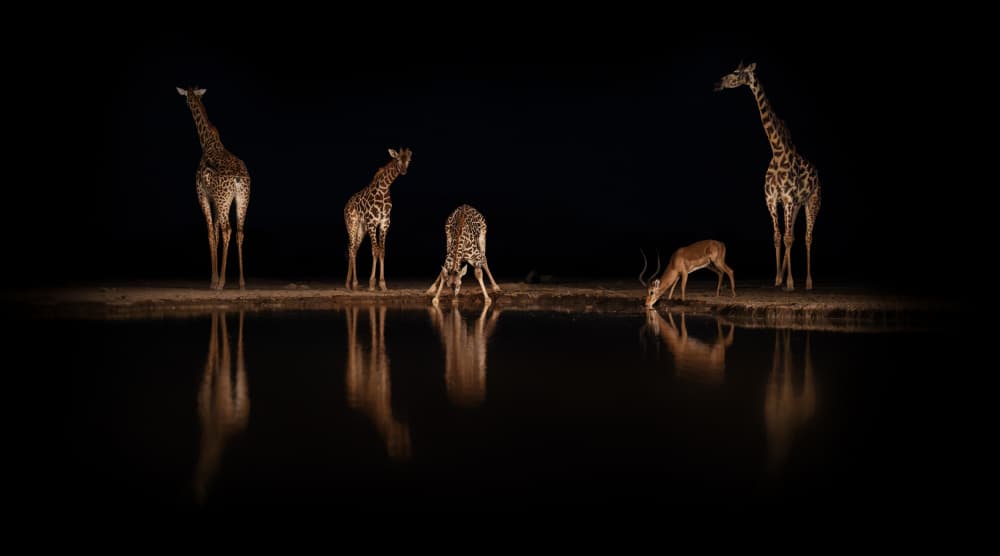 Night Waterhole Gathering by Alexandr Kukrinov — canvas wall art