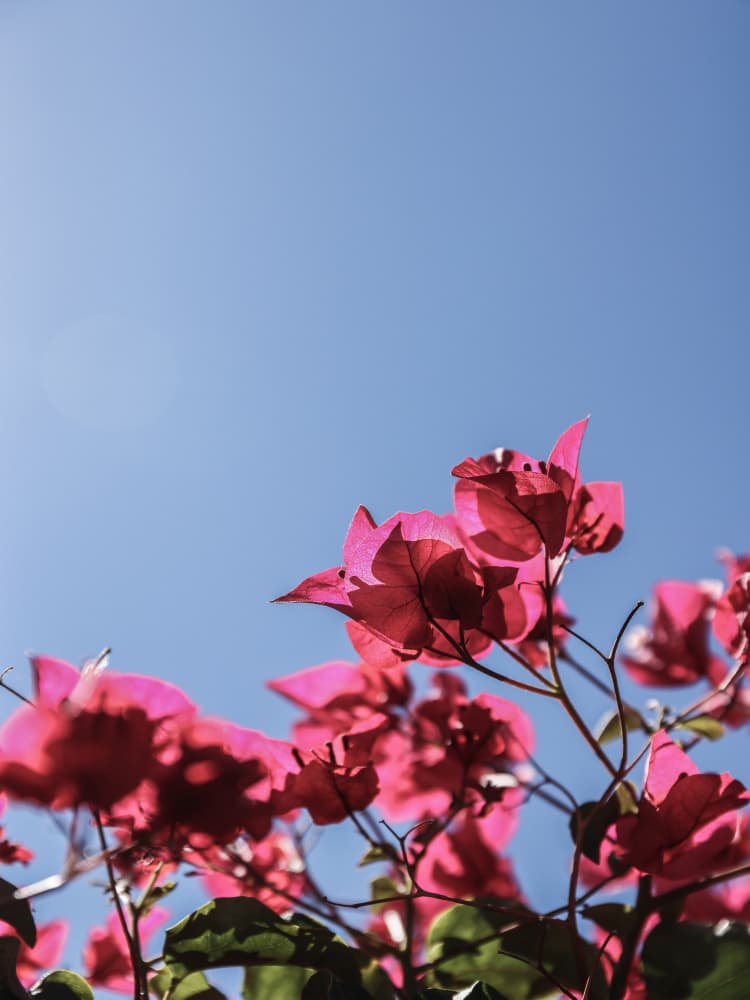 Bougainvillea Bliss by Shot by Clint — canvas wall art