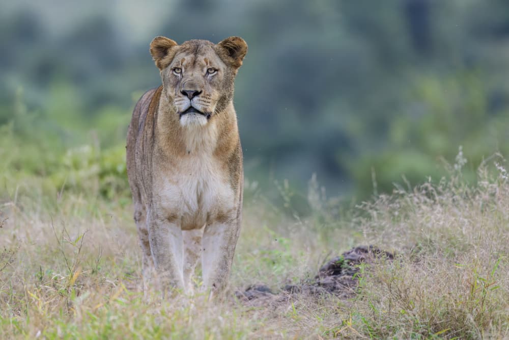 African Savanna Lioness by Alessandro Catta — canvas wall art