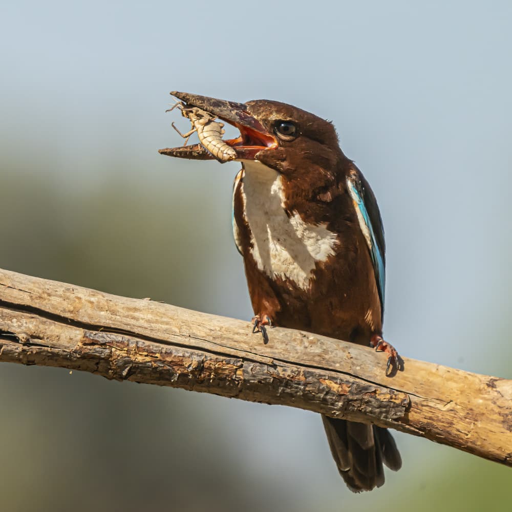 Kingfisher's Meal by Boris Lichtman — canvas wall art