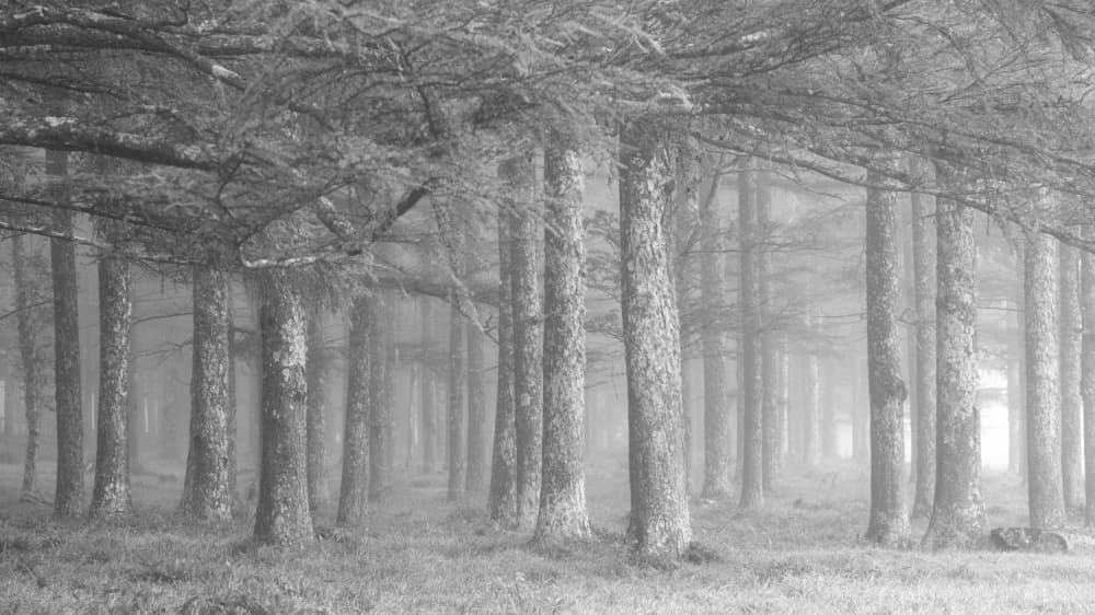 Misty Forest Path by Masaki Sugita — canvas wall art