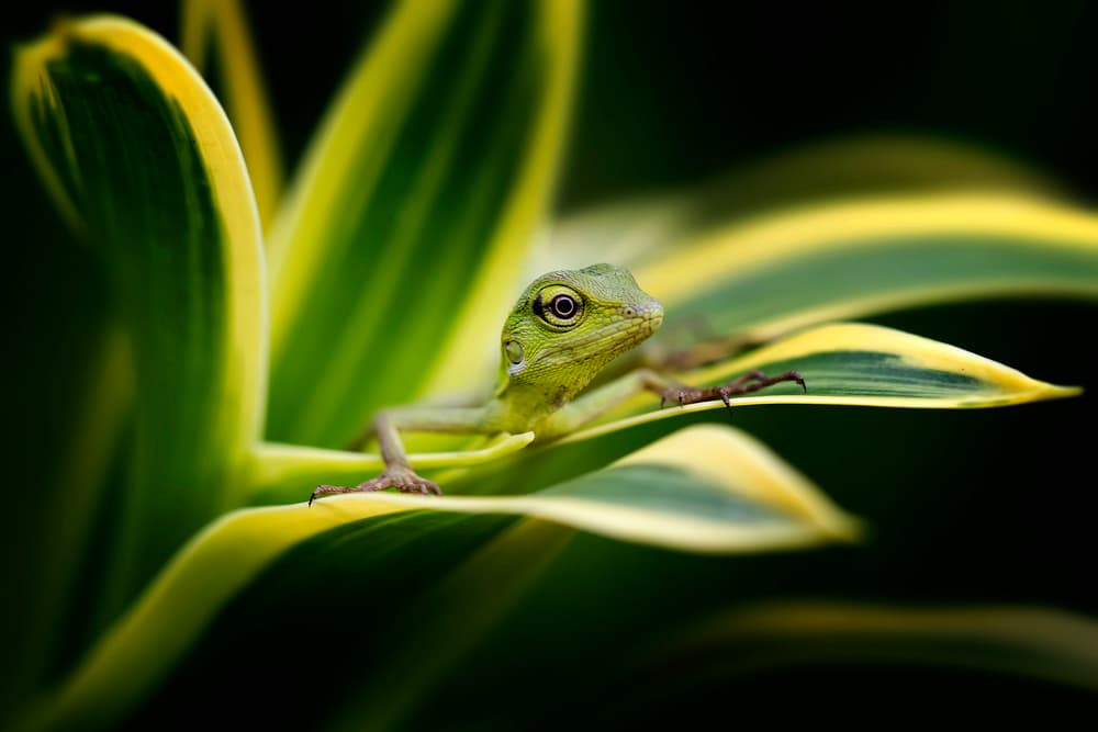 Curious Green Lizard by Fauzan Maududdin — canvas wall art