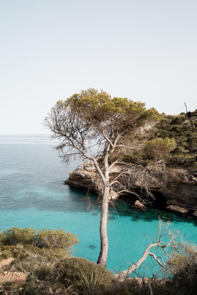 Turquoise Bay Pine Tree by Henrike Schenk — canvas wall art