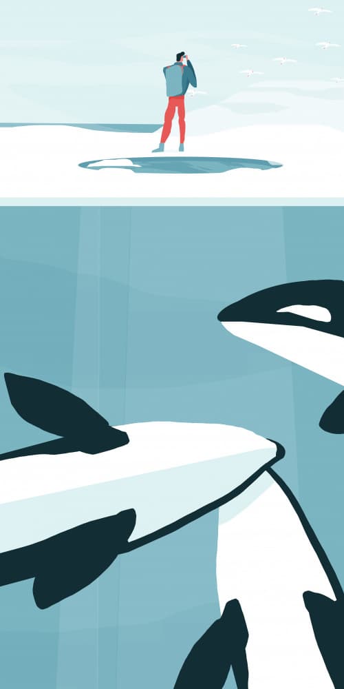Arctic Orca Encounter by Annelien Smet — canvas wall art